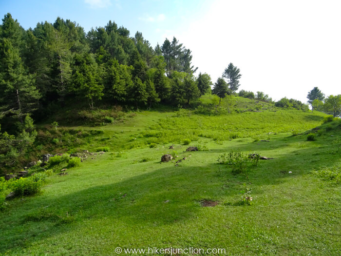 Small meadows along Dagri forest trail