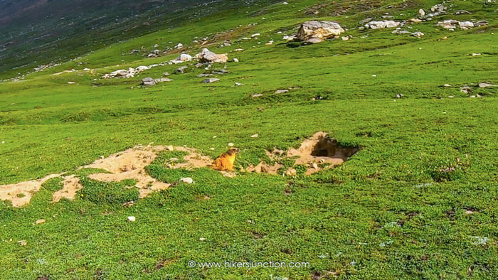 Himalayan Marmot sighted on the trek Himalayan Marmot sighted on the trek